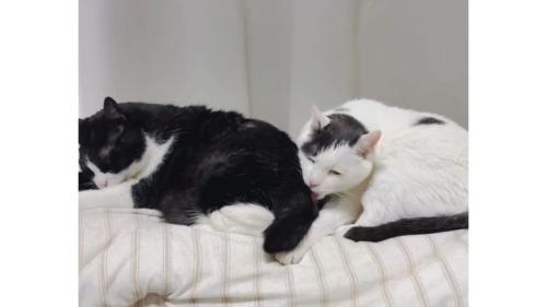 毛づくろいしている猫たち