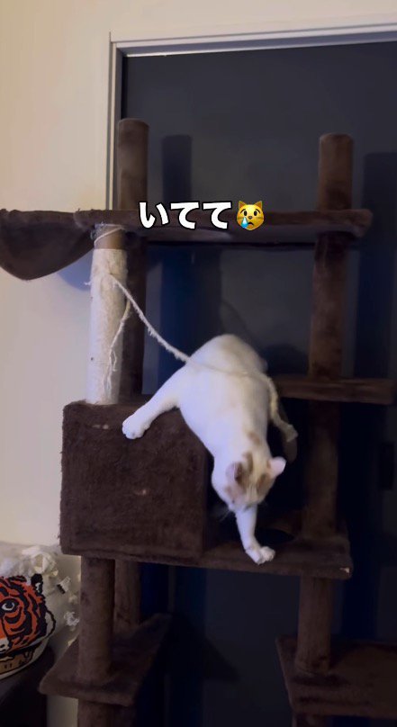 キャットタワーから走り去る猫