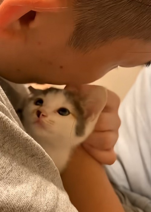 子猫を抱っこする男性