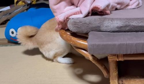 椅子の下に入り込む柴犬