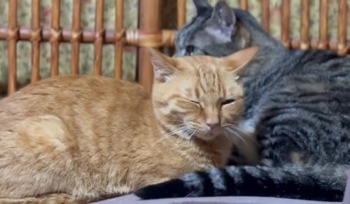寄り添ってくつろぐ猫