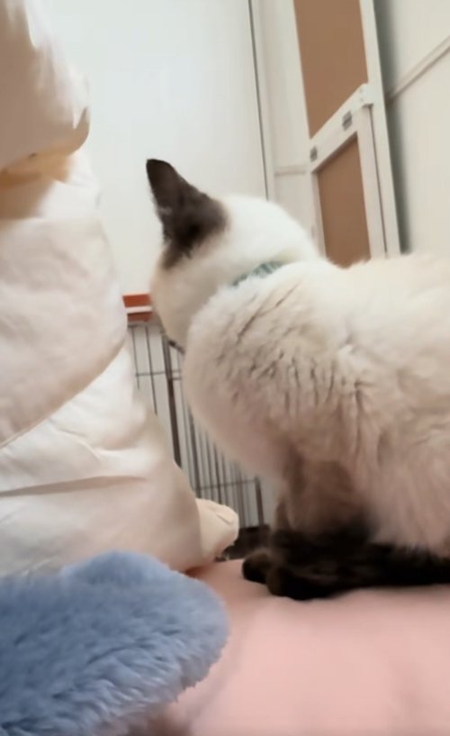 カメラの反対側を見つめる猫の横顔