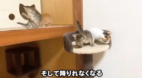 高いところに登っている子猫