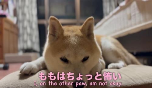 座布団の上でくつろぐ柴犬