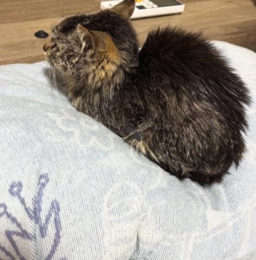香箱座りをしている猫（横顔）