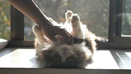 飼い主にあごをなでられる猫