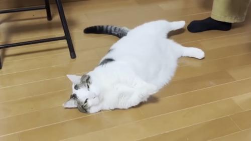 不服そうな表情で床に転がる猫