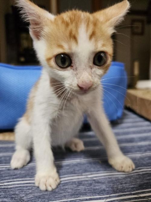 お座りする子猫