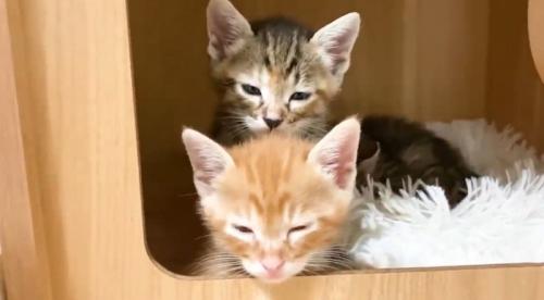 ハウスの中で寝る子猫