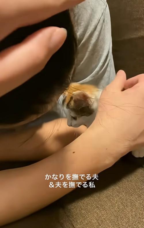 猫を撫でる男性