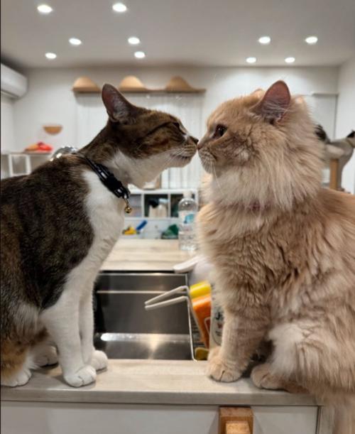 キスする猫
