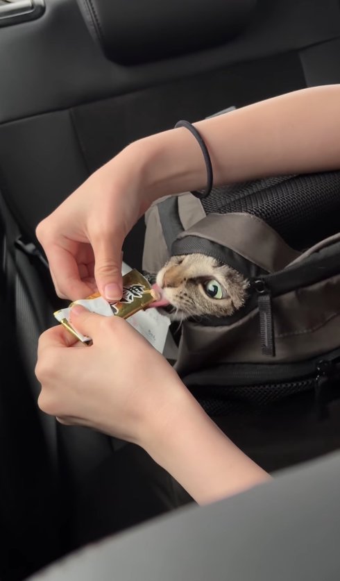 リュックの隙間から顔を覗かせておやつを舐めている猫