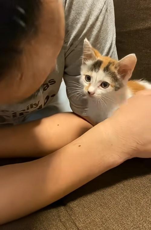 目を丸くする子猫