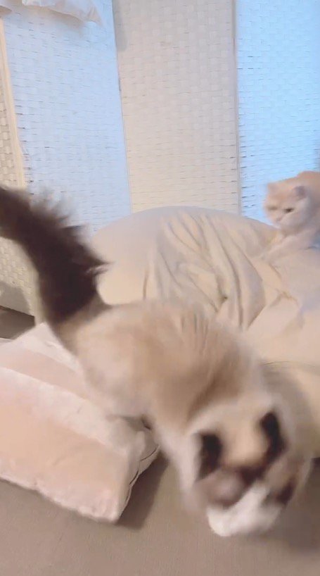 追いかけっこをするマンチカンとラグドール