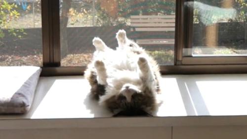 両腕両足を真上に伸ばしてへそ天して固まっている猫