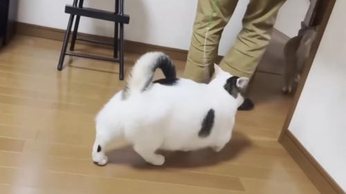 しっぽをあげておもちゃを追いかける猫の後ろ姿