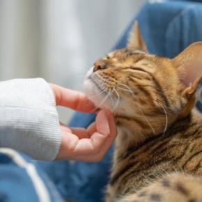 猫を飼っていると起こりうる『ご近所トラブル』3選 室内飼いでも油断できない理由や対策方法まで