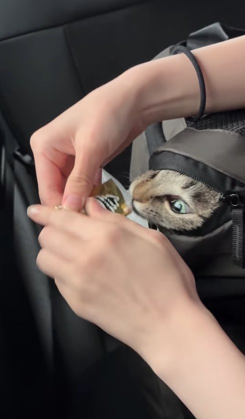 リュックの隙間から顔を覗かせておやつの袋に口を近づけている猫