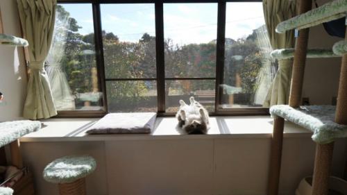 部屋に入り込む日差しとへそ天する猫（庭の風景入り）