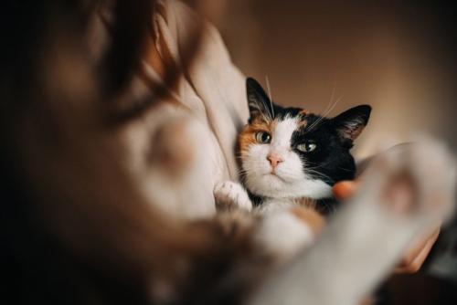 不安な顔をする三毛猫