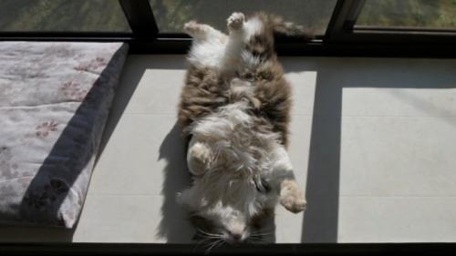 顔をあげてへそ天する猫