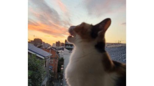 夕暮れの猫