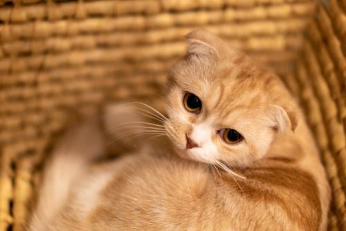籠の中の猫