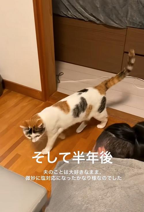 目の前を通過する猫
