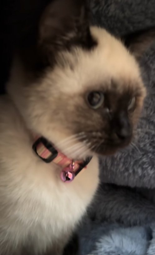 布団の中にいる子猫アップ
