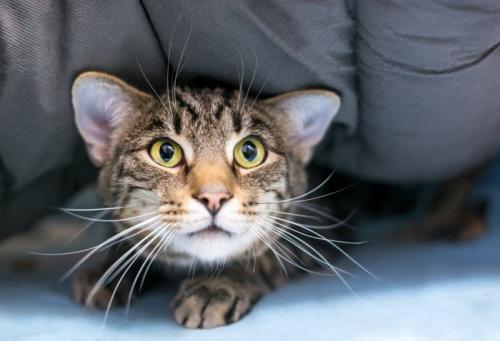 布団に潜り込んでいる上目遣いの猫
