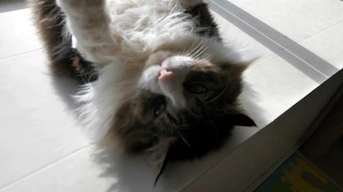 猫の顔のアップ