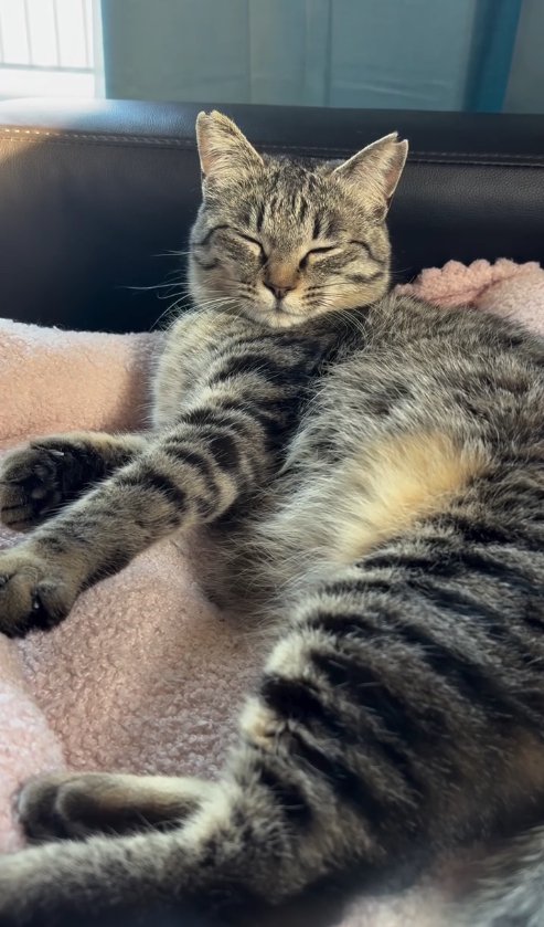 カメラに顔を向けたまま横になって目を瞑っている猫