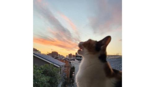 夕暮れの猫
