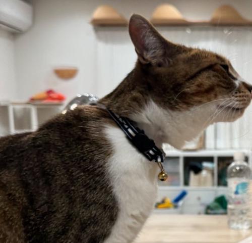 猫の横顔