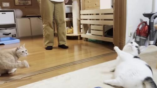 おもちゃから目を離さずに寝転がる猫