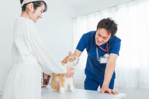 獣医と猫