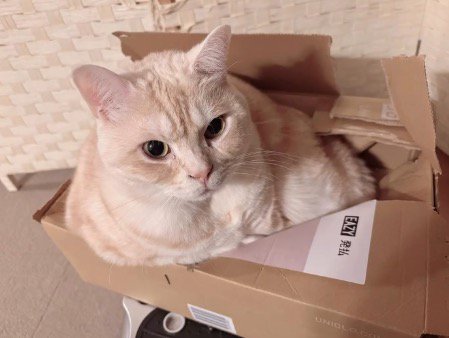 ダンボールの中にぴったり収まるマンチカン