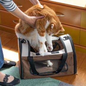 猫を守るために必要な『嫌がられやすい行動』4選 欠かせない理由やストレスを抑える工夫まで
