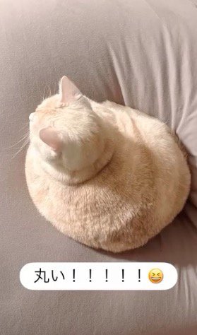 クッションの上に座って丸いシルエットになっているマンチカン