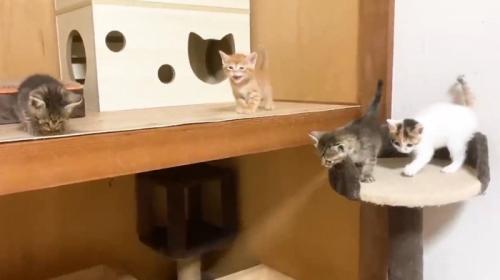 高いところに登っている子猫
