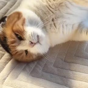 朝から甘えん坊モード全開の三毛猫→ゴロゴロと喉を鳴らして…『幸せすぎる光景』に「仕事いけないねw」「日々の疲れに効く」と反響