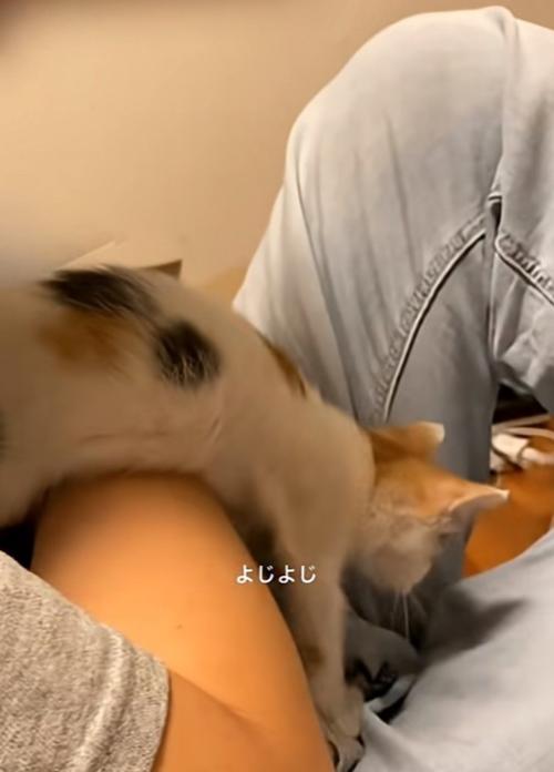 逃走する子猫