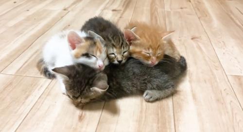 重なって寝ている子猫