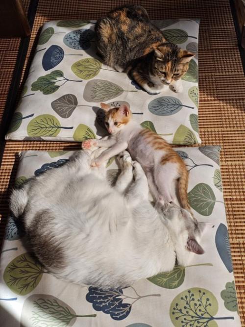座布団の上で横になる猫たち
