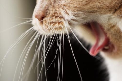 あくびをしている猫の口元