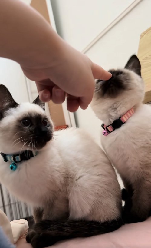 飼い主の指の匂いを嗅ぐ子猫