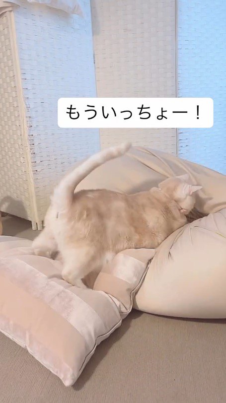 クッションに飛び込むマンチカン