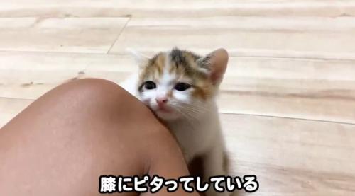 膝にくっついている子猫