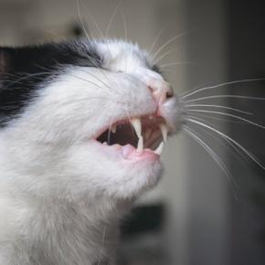 猫の『ヒゲを切ってはいけない」4つの理由 どんな役割があるの?起こりうるトラブルまで解説