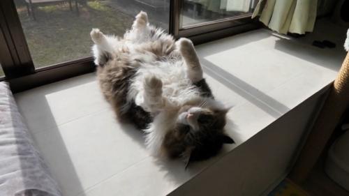 へそ天する猫を全身アップで横から映した様子